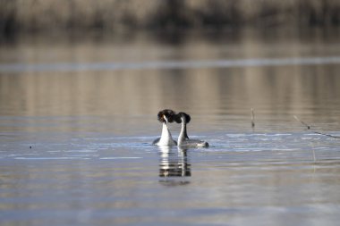 Sudaki beyaz tişörtlü kuşun yakın plan fotoğrafı.