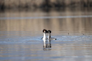 Küçük gagası ve suda kanatları olan bir ördek..