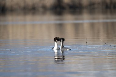Nehirde siyah ibikli grebe (podiceps kristali).