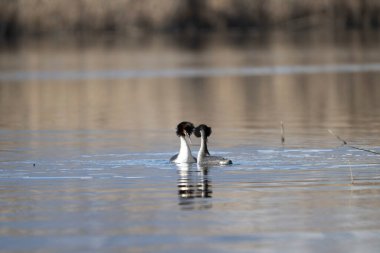 siyah - boyunlu yunus, podicendicus lis, lis - kuş, suda kuş