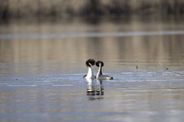 Gölde yüzen bir çift ördek.