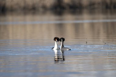 beyaz kuyruklu selam, grebe, diclius, yetişkin erkek, küçük civciv, suda