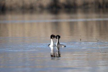 Suda beyaz ibikli yaban ördeği (fulatra atra).