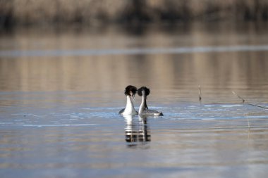 Büyük ibikli grebe, podiseps kristali, yuvadaki kuş