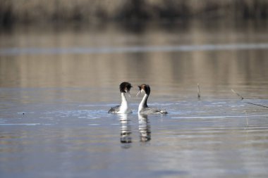 Suda bir çift ördek