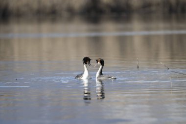 Kışın bir gölün üzerinde beyaz ibikli bir yunus.