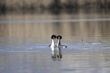 Hollanda 'daki doğal yaşam alanındaki büyük yunus balığı
