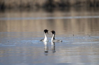 büyük bir ibikli ördek (negrebe cristatus )