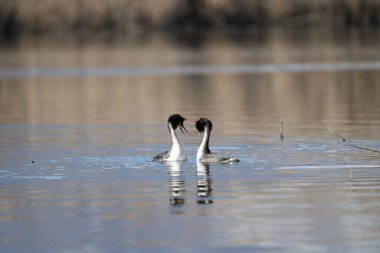 Bir çift beyaz ibikli ördek (podices cristatus )