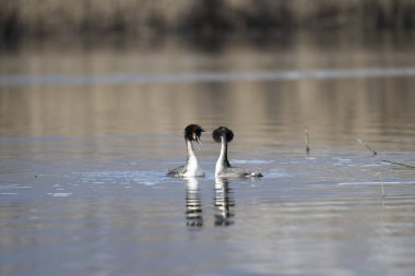 Siyah kanatlı ayaklıklar vahşi doğada