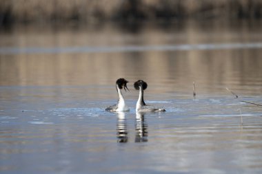 Doğal ortamdaki büyük ibikli grebe (podiceps kristali).