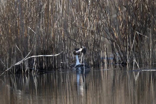 Siyah başlı ördek gölde oturuyor.