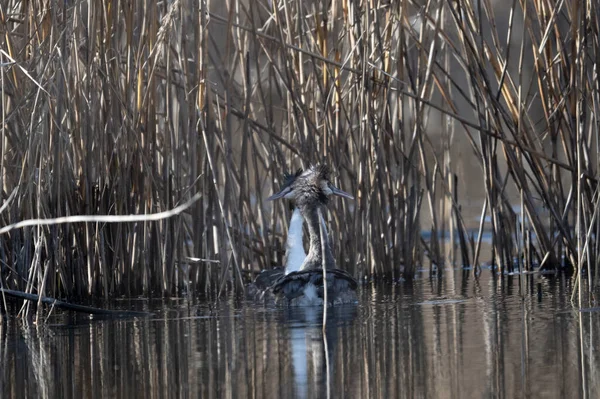 Gölde büyük bir balıkçıl.