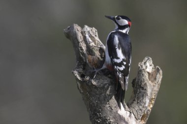 nuthatch ( carpaea europaea ) in natura