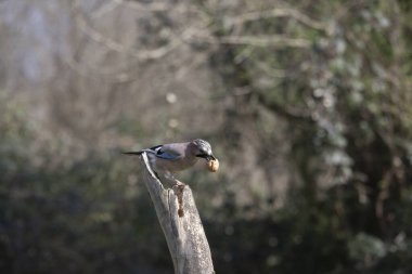 blue tit on a tree trunk in winter