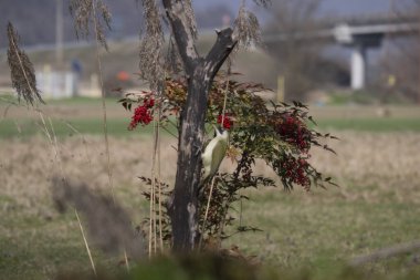 nuthatch ( pach europaea ) picchio verde