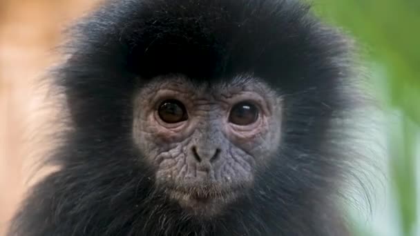 Retrato Filmagem Close Rosto Enrugado Pêlo Preto Macaco Javan Surili — Vídeo de Stock