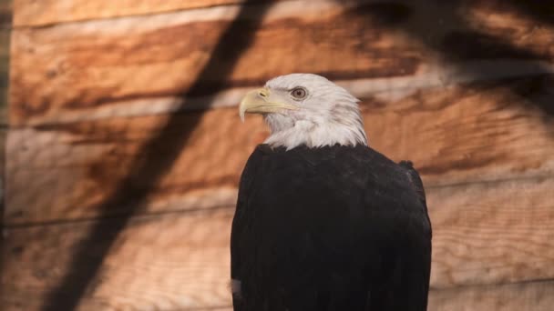 Escudo de pájaro brazo de EE.UU., águila calva, observando el suelo del zoológico mientras está sentado en el árbol — Vídeos de Stock