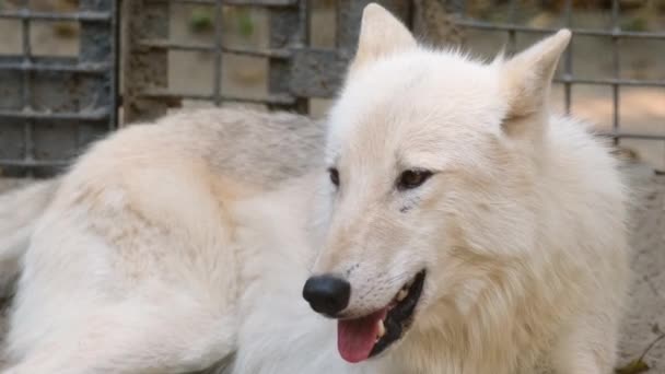 Kutup veya arktik beyaz kurt hayvanat bahçesi zemininde uzanır ve sıcaklığı düzenlemek için nefes alır. — Stok video