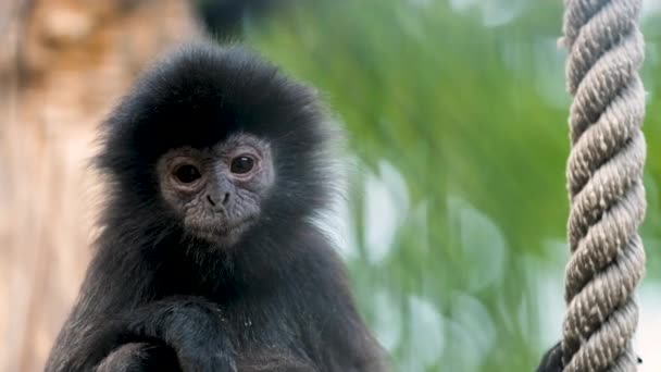 Roztomilý rozkošný vrásčitý černý kožešinový obličej opice Javan Surili se dívá do kamery. — Stock video