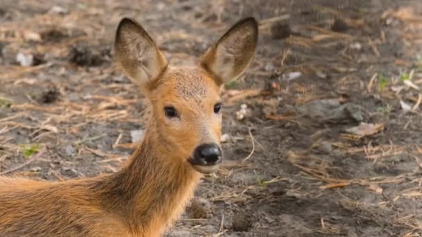地上に座っている愛らしい小さなカプリオラスの鹿の女性。美しい動物. — ストック動画