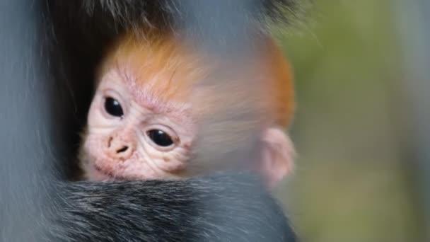 Makrofilme des Ingwerbabys des Javan-Surili-Affen, das in den Händen der Mutter ruht. — Stockvideo