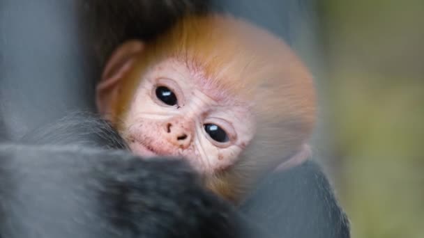 Macro tournage de gingembre bébé de Javan surili singe reposant dans les mains de la mère. — Video