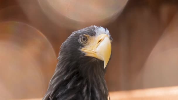 野生動物の捕食者種の肖像鷹の鳥は木の上に座って、カメラを見て — ストック動画