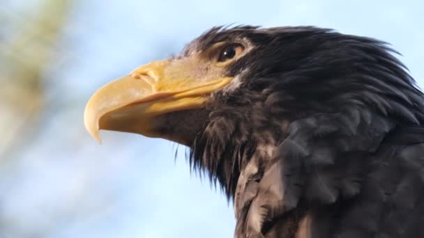 Portretten van wilde dieren roofdiersoorten Valk vogel zit op boom, kijkt naar camera — Stockvideo