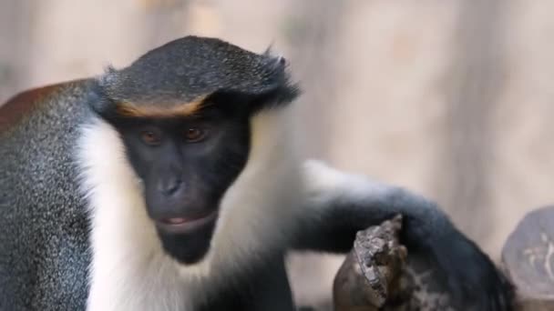 Portrait Diana Monkey Sitting Tree Zoo Close Filming Apes Face — Stock Video