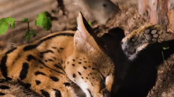 Serval chat se gratte la tête, se lèche la patte, gros plan tournage de l'hygiène féline. — Video