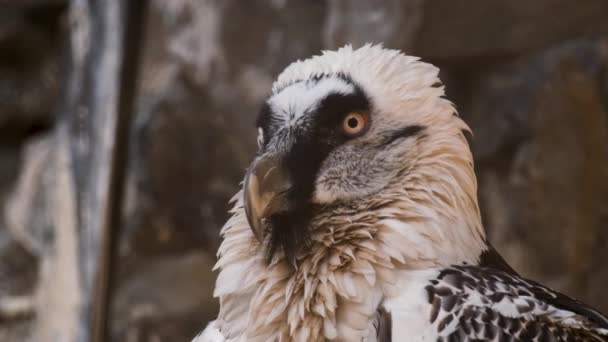 Abutre barbudo, ave predadora de necrófagos, com penas brancas e pretas de perto — Vídeo de Stock