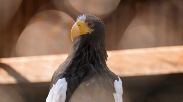 Närbild porträtt av skallig örn jägare fågel. Rovdjuret tittar på kameran. — Stockvideo