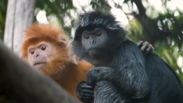 Familie von Javan Surili-Affen, die sich auf Bäumen ausruhen. Entzückendes kleines Ingwerbaby. — Stockvideo
