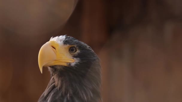 Macro filmación de observar aves halcón cazador circundante mientras está sentado en el árbol. — Vídeos de Stock