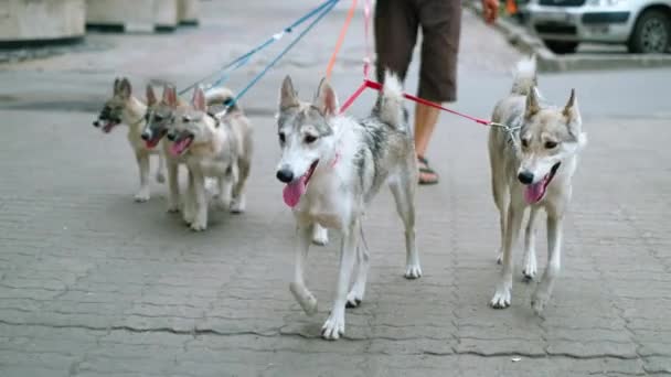 Propriétaire promenade dans la rue avec la famille sur les chiens de compagnie, éleveur amateur avec la famille de pattes. — Video