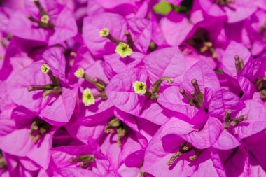 Bugenvilliya mor çiçekler