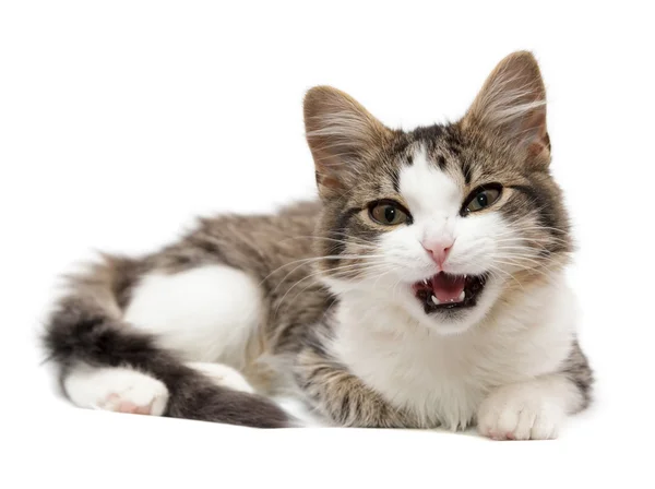 Kitten heeft een mond geopend Rechtenvrije Stockafbeeldingen