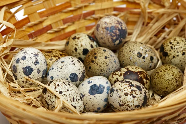 Quail eggs in nest — Stock Photo, Image