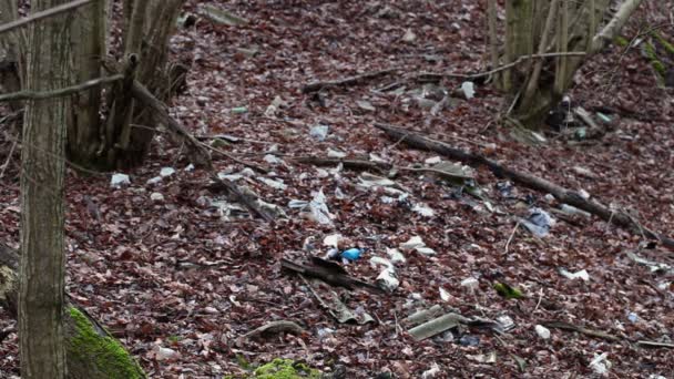 Turysta w pobliżu śmieci w lesie — Wideo stockowe