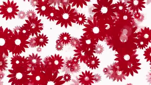 Flying red flowers on white — Stock Video
