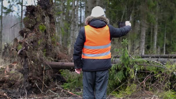 Skogen inspektör med tablet Pc filmade Gran — Stockvideo