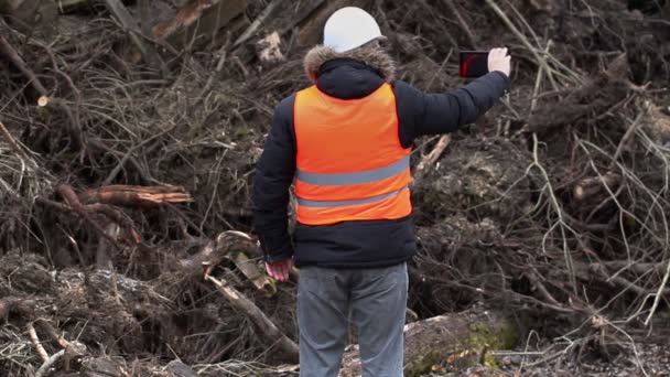 Orman Müfettiş sawed yığın çalılar ve suşların yakın filme — Stok video