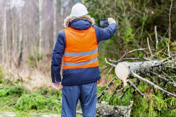 Forest inspecteur met behulp van tablet Pc in de buurt van boom in het bos — Stockfoto