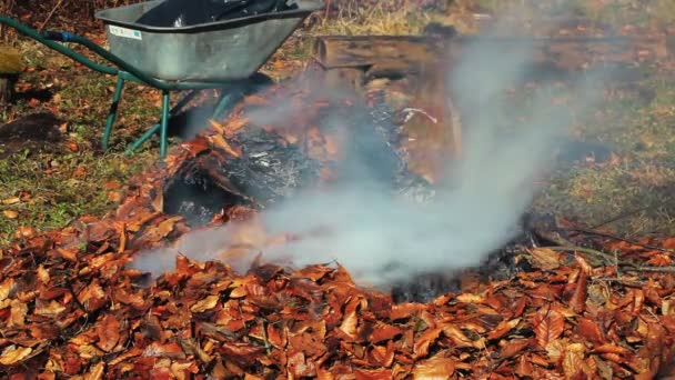 Hoguera con hojas ardientes — Vídeo de stock