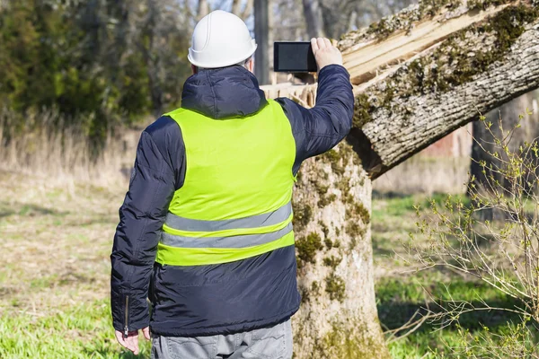 Рабочий фотографирует на планшетном ПК возле упавшего дерева — стоковое фото