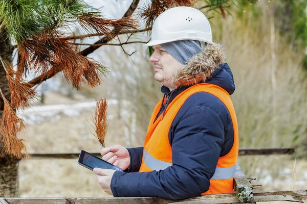 Oficer lasu z komputera typu tablet Pc sprawdzanie gałęzi uschniętych drzew — Zdjęcie stockowe