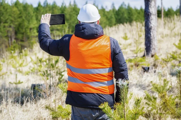 Oficer lasu robić zdjęcia na tablet Pc w pobliżu sosnowego wzrostu młodych — Zdjęcie stockowe