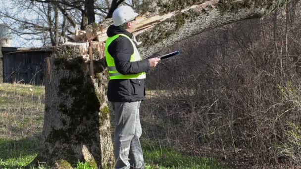 Pracovník s dokumentací kontrolovat padlý strom — Stock video