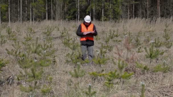 Lumberjack writing at pine young growth — Stock Video